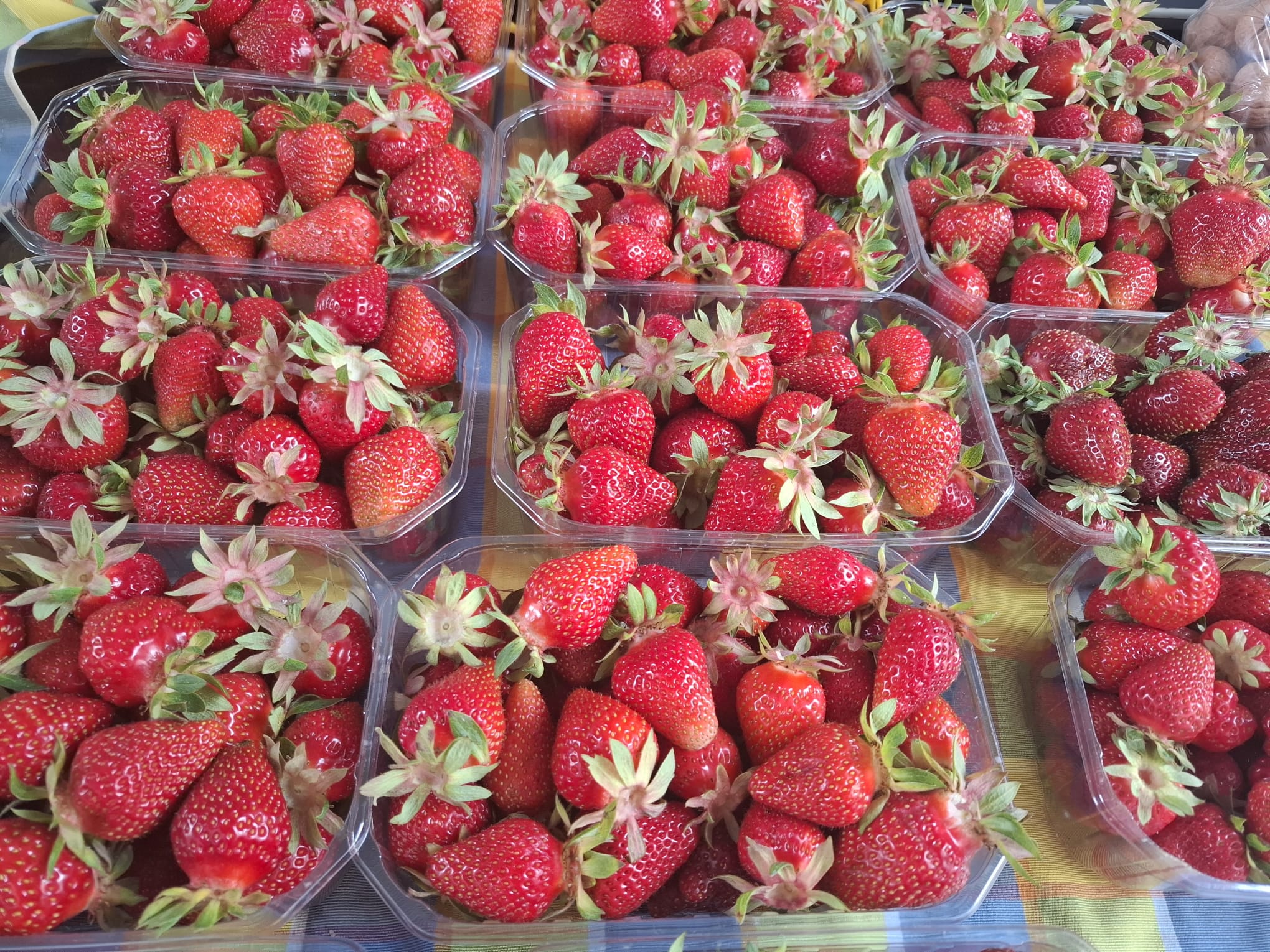 Frische Erdbeeren vom Märit
